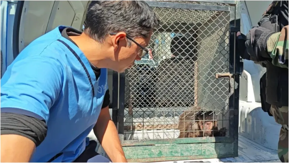 rescate monito salta (1)