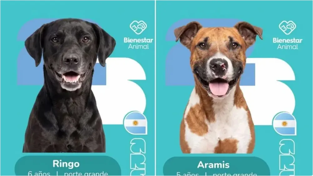 perritos muni salta