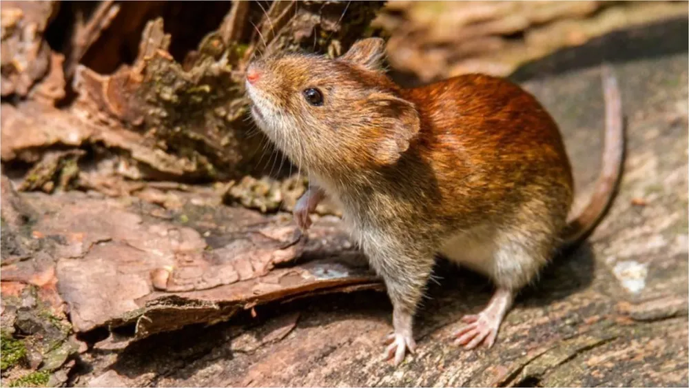 hantavirus