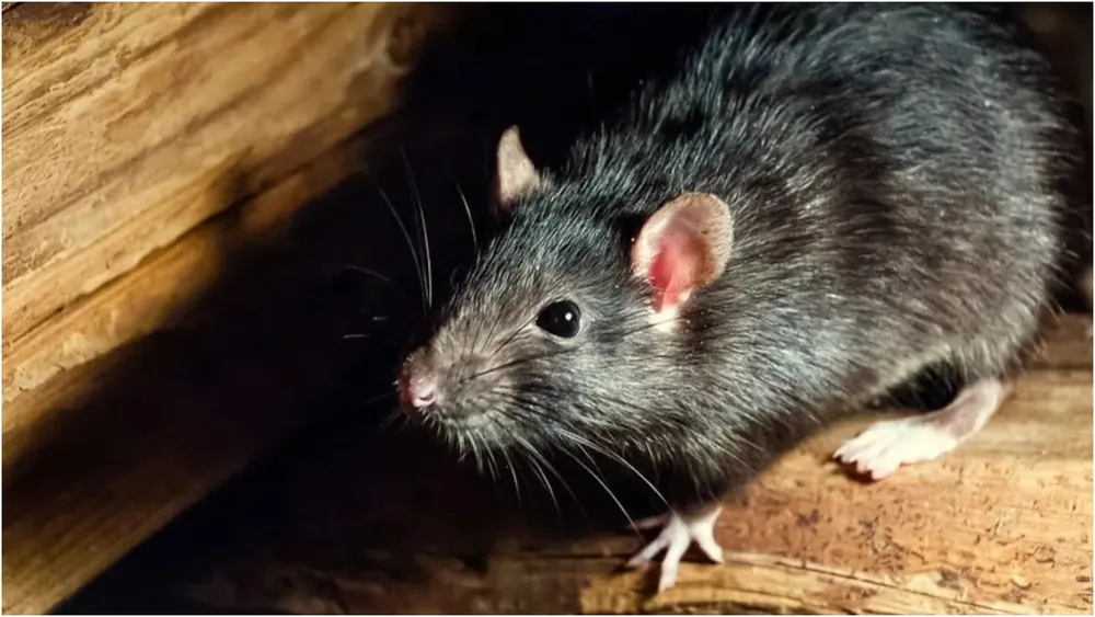 Hantavirus salta