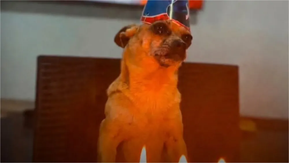 cumpleaños perritos