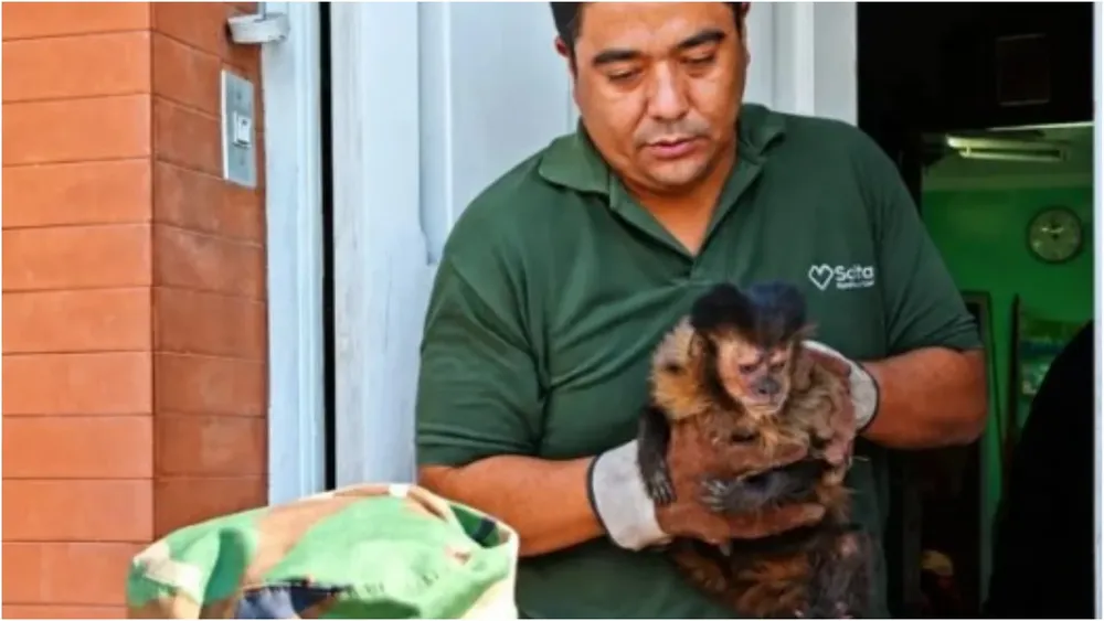 rescataron un mono cautivo en salta